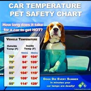 LEAVE YOUR PETS AT HOME!